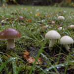 Pelouse de jardin humide après la pluie, avec de petits champignons bruns et blancs parmi l’herbe sous une douce lumière d’automne.